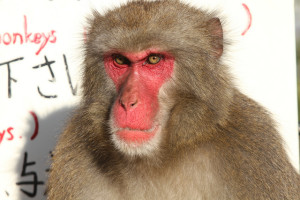 Red Face Monkey
